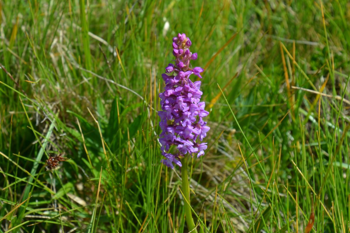 Platzer Alm 27.06.2022